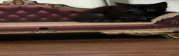 Mixed Breed cats for sale: Kittens for sale  in London - Advert 5