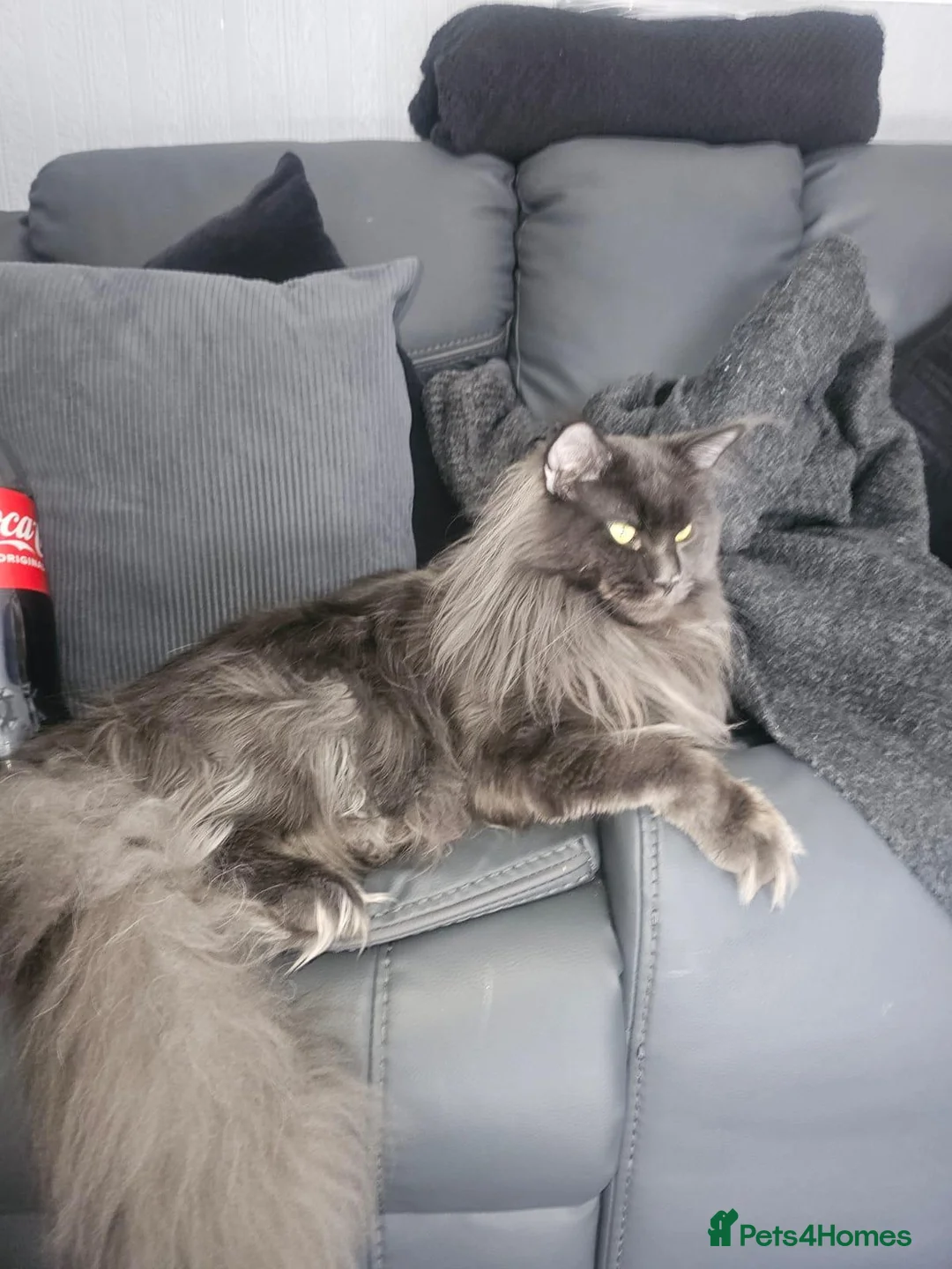 Maine Coon cats for sale: Beautiful female Mainecoon kitten - Advert 4