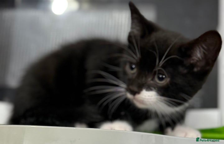 Mixed Breed cats - Advert 1