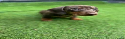 Miniature Dachshund dogs for sale: ONLY 2 LEFT! KC Registered Miniature Dachsunds - Advert 5