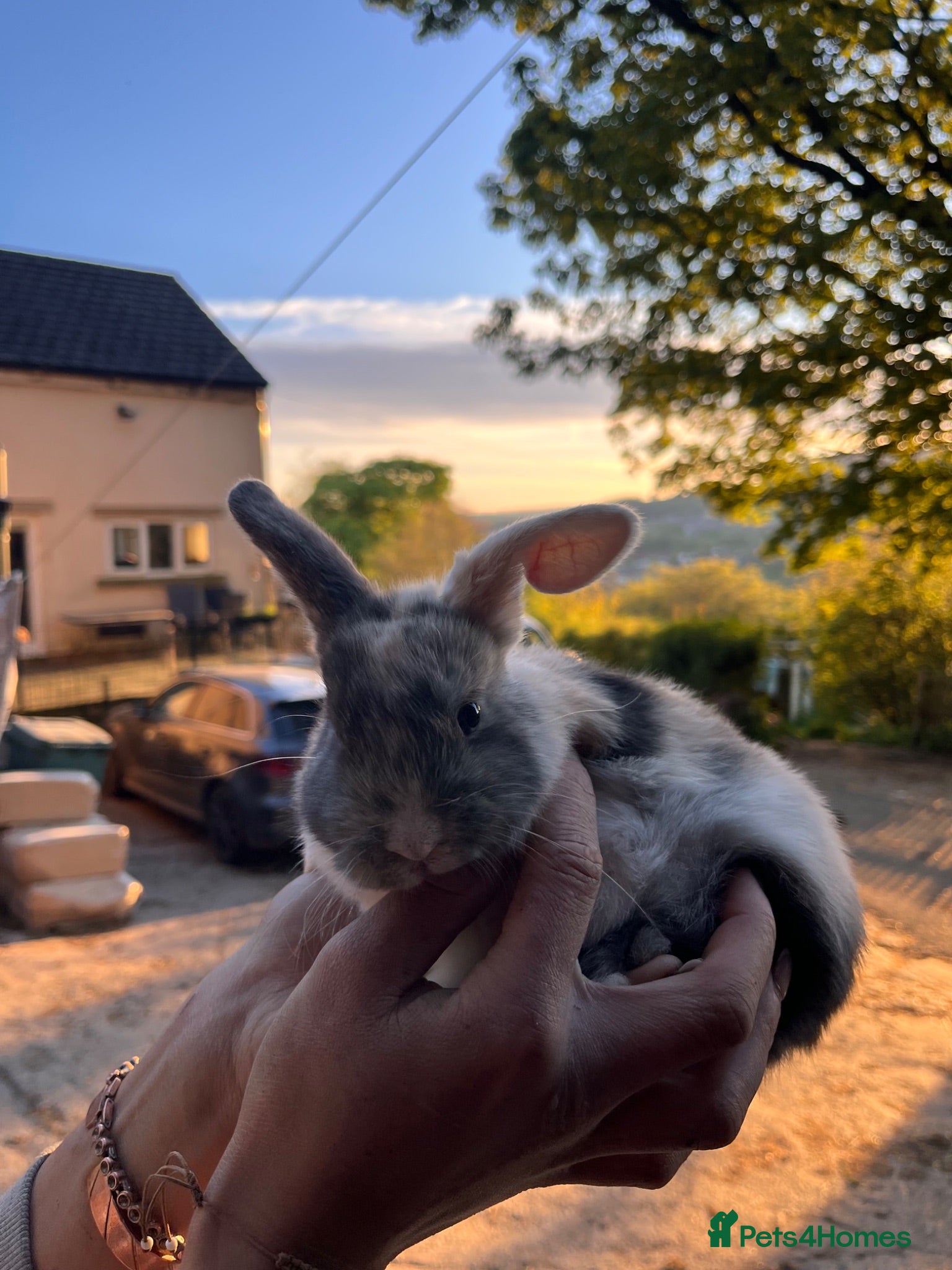 Mixed Breed rabbits Lion head cross - Advert 5