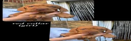 Hungarian Vizsla dogs for sale: Hungarian Vizsla Puppies KC Registered - Advert 8