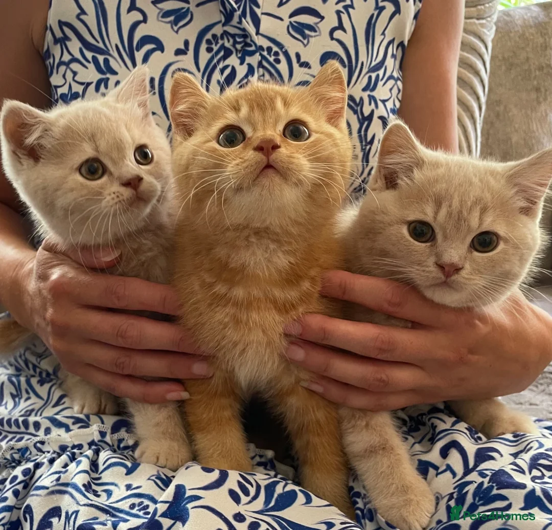 British Shorthair cats for sale: GCCF British Shorthair Kittens  in Southampton - Advert 1