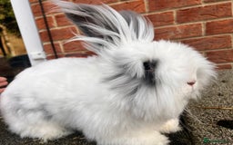 Angora rabbits for sale: Rabbits for adoption - Urgent - Image 23