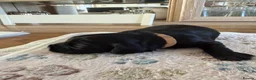 Cockapoo dogs for sale: Beautiful Black Cockapoo Puppies – 1 Boy, 2 Girls in Wallsend - Advert 3
