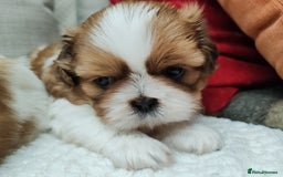 Shih Tzu dogs for sale: Shih Tzu - Image 3