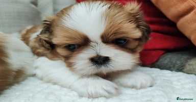 Shih Tzu dogs - Advert 5