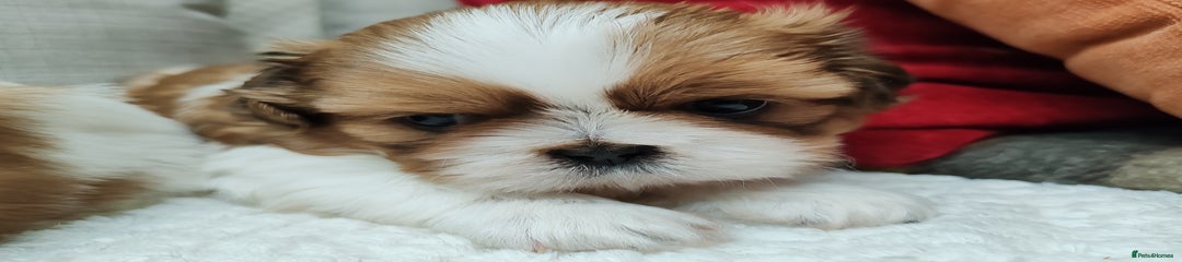 Shih Tzu Puppy 2