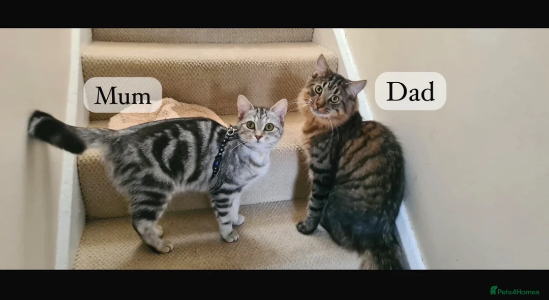 Mixed Breed cats for sale: READY🎉 Prince & Princess Tabby MaineCoon mixed 👑 - Advert 1