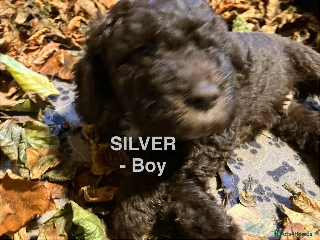 Lagotto Romagnolo dogs for sale: Stunning Litter of Pedigree Lagotto Romagnolo Pups - Image 32