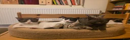 Mixed Breed cats for sale: Mixed race kittens in Uxbridge - Advert 3