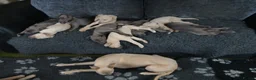 Whippet dogs for sale: Whippet Pups High Quality Crufts Winning Bloodline - Advert 13