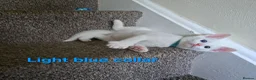 Mixed Breed cats for sale: 5 kittens ready for new homes in Southampton - Advert 15