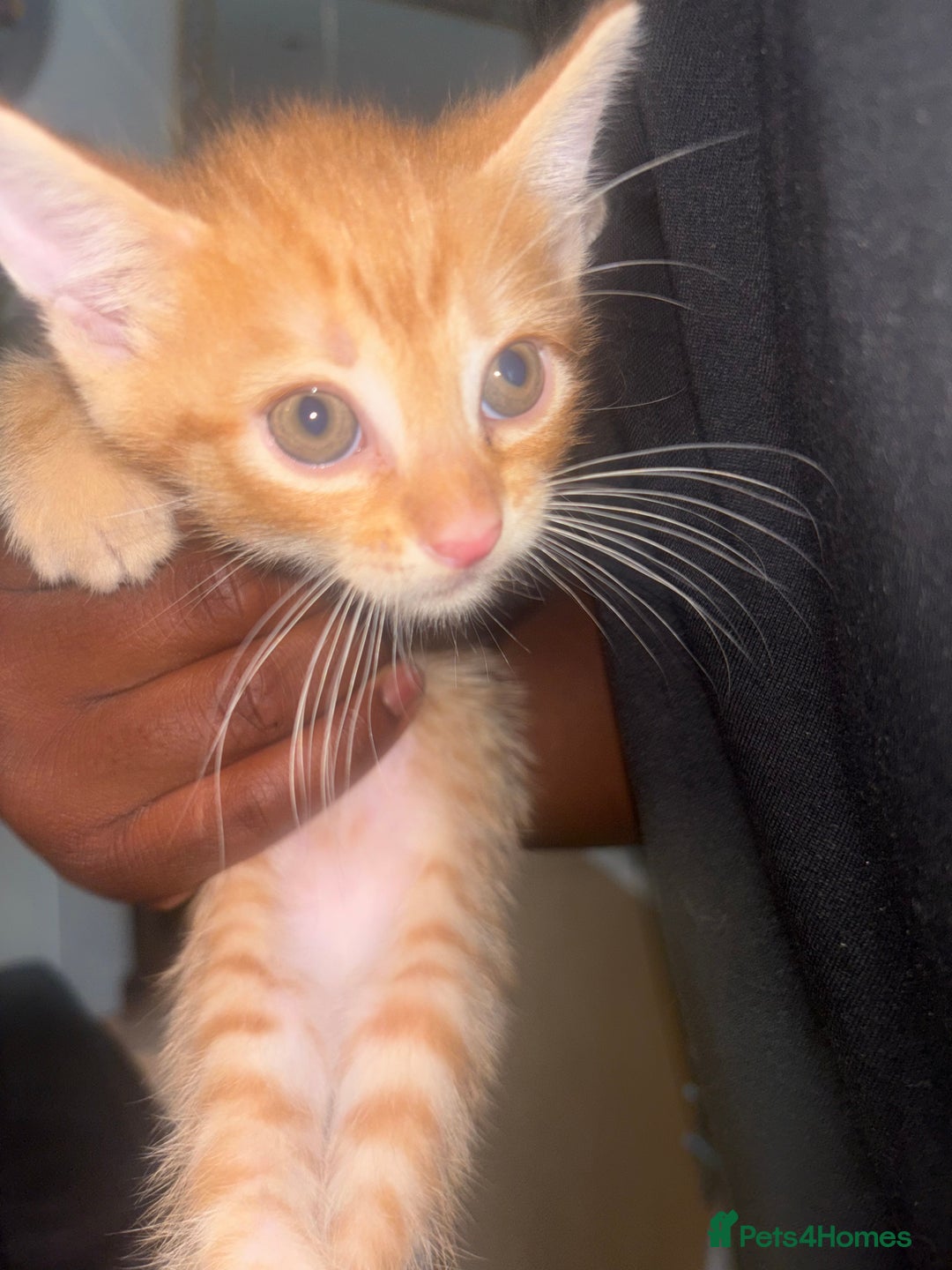 British Shorthair cats for sale: Kittens For Sale - Image 7