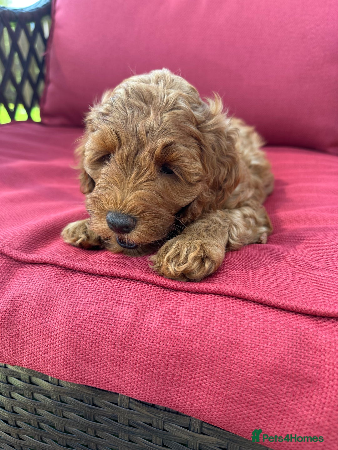 Cockapoo dogs for sale: Westcraigs Cockapoos - Image 21