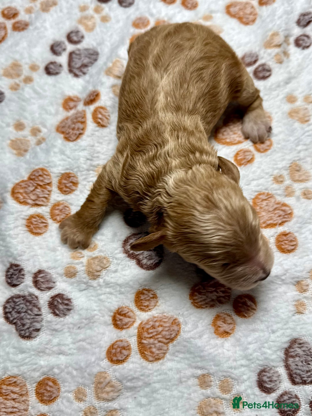Cockapoo dogs for sale: Beautiful Fully Health Tested Cockapoos - Image 8