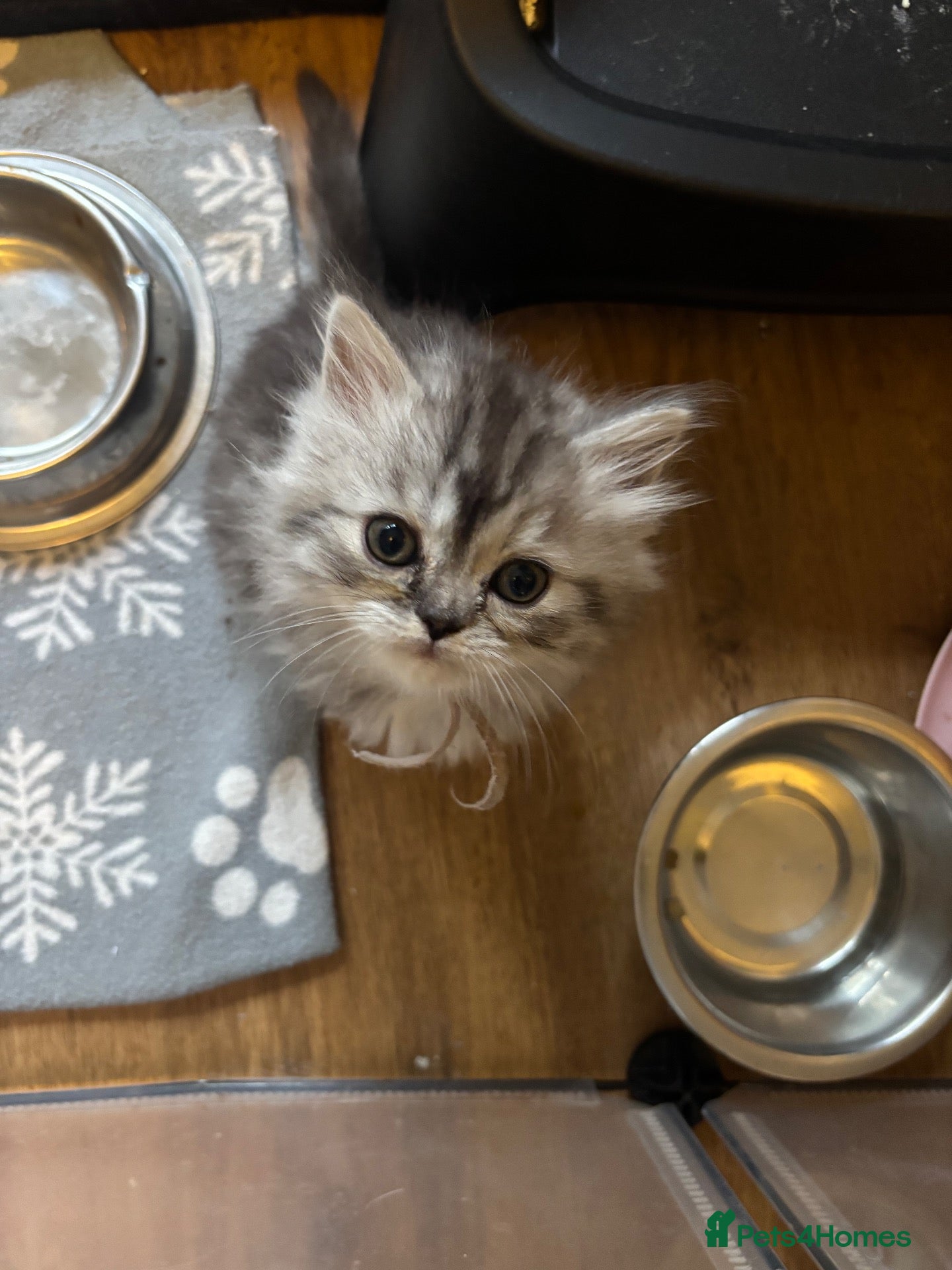 Ragdoll cats Ragdoll / Persians - Only 1 Girl left!!  - Advert 1