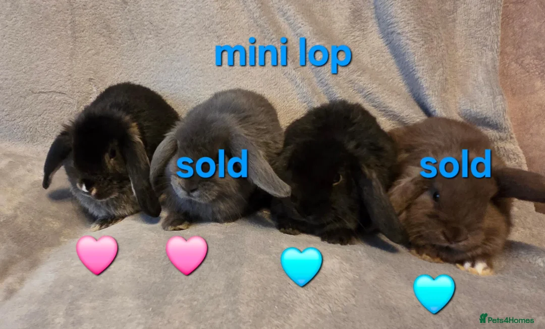 Mini Lop rabbits for sale: Mini lop Ready now very tame ☆price for pair☆ - Advert 1