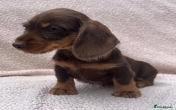 Miniature Dachshund dogs for sale: Stunning mini Daxies, KC reg PRA clear - Image 15