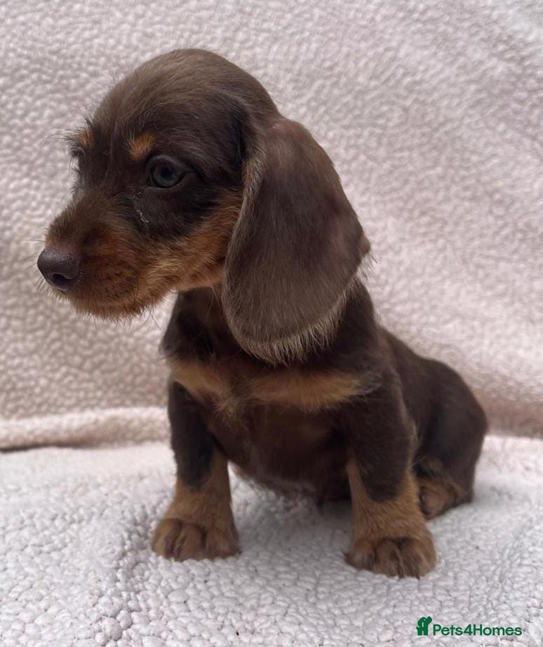 Miniature Dachshund dogs for sale: Stunning mini Daxies, KC reg PRA clear - Image 15
