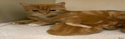 American Shorthair cats for sale: Beautiful Ginger kittens - READY FOR NEW HOMES! - Advert 11