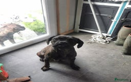 Boxer dogs for sale: Boxer - Image 2