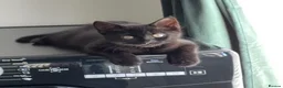 Mixed Breed cats for sale: Kitten  in Liverpool - Advert 4