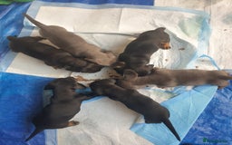 Dachshund dogs for sale: Sausage dog puppies - Image 8