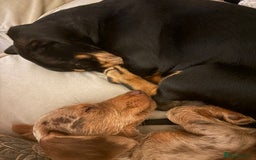 Dachshund dogs for sale: 2 lovely pups looking for a forever home asap - Image 8