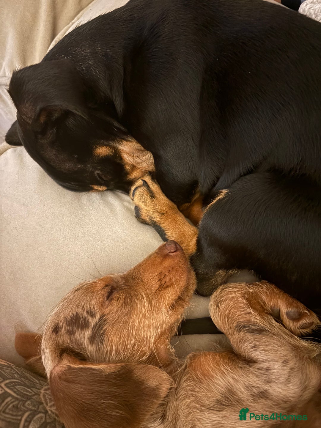 Dachshund dogs for sale: 2 lovely pups looking for a forever home asap - Image 8