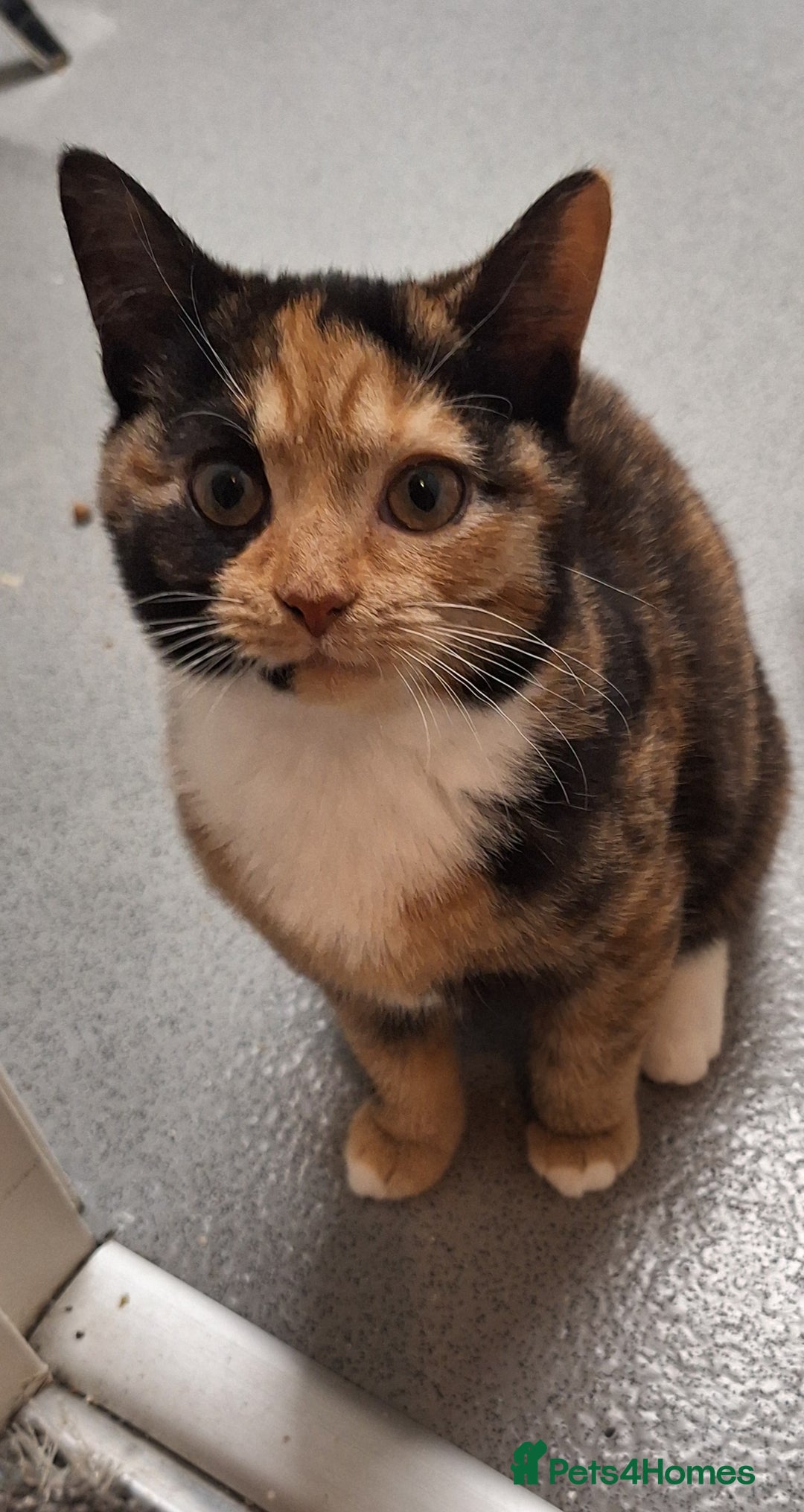 Mixed Breed cats for sale: 2 kittens - Advert 3