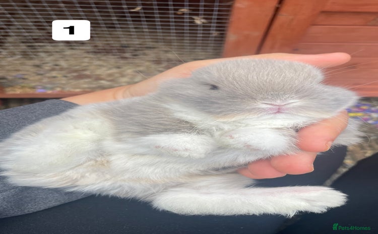 Mini Lop rabbits - Advert 2