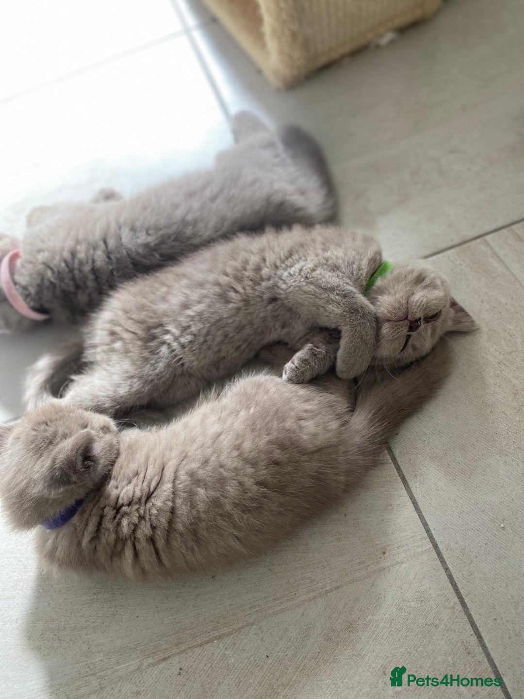British Shorthair cats for sale: LAST 2 FEMALE kittens British shorthair kittens  in Maidstone - Image 20