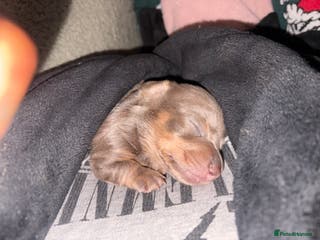 Miniature Dachshund dogs Festive Day babies - Advert 7