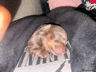 Miniature Dachshund dogs Festive Day babies - Advert 16