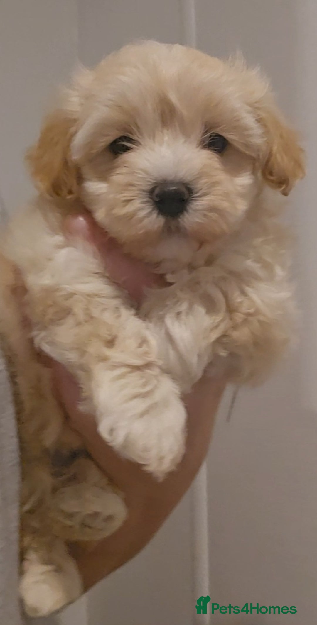 Maltipoo dogs for sale: F1 Maltipoo puppies - Advert 7