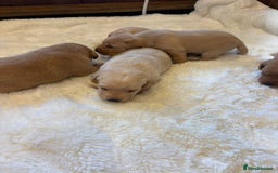 Labrador Retriever dogs for sale: KC REGISTERED DNA TESTED LABRADOR PUPPIES - Image 6