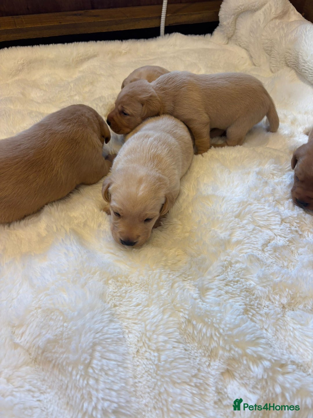 Labrador Retriever dogs for sale: KC REGISTERED DNA TESTED LABRADOR PUPPIES - Image 6