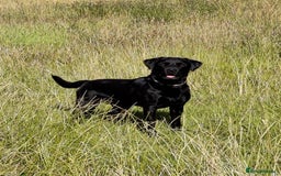 Labrador Retriever dogs for sale: Labrador Pups for sale in Fittleworth - Image 7