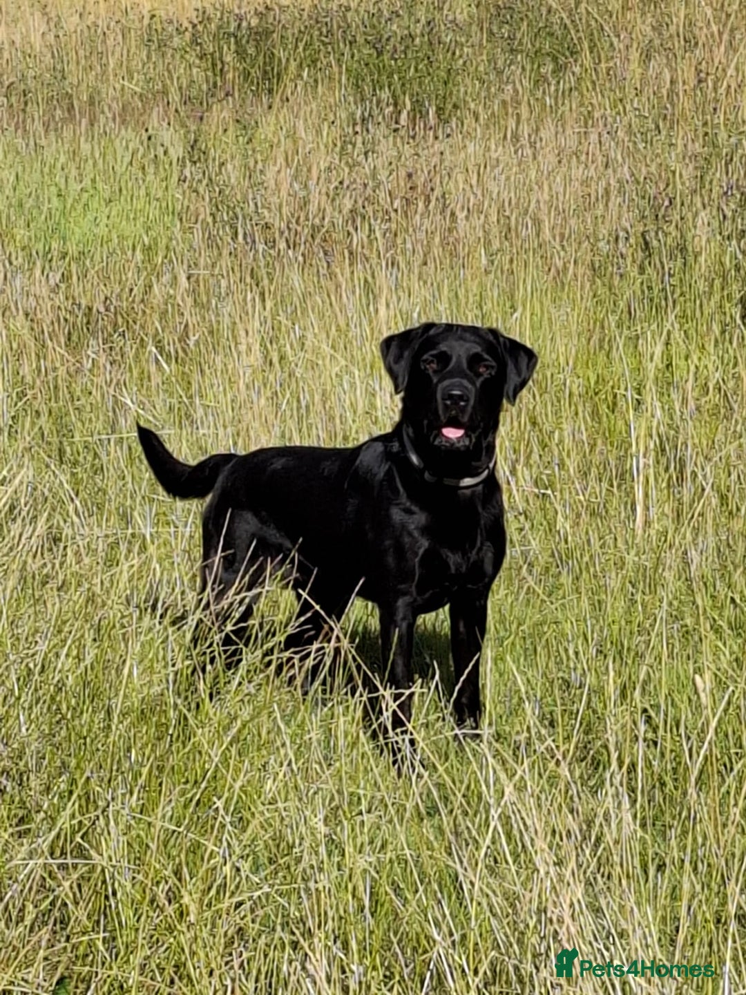 Labrador Retriever dogs for sale: Labrador Pups for sale in Fittleworth - Image 7