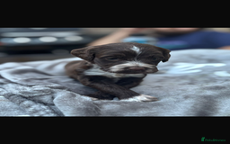 Cockapoo dogs for sale: Cockerpoo pups for sale - Image 17