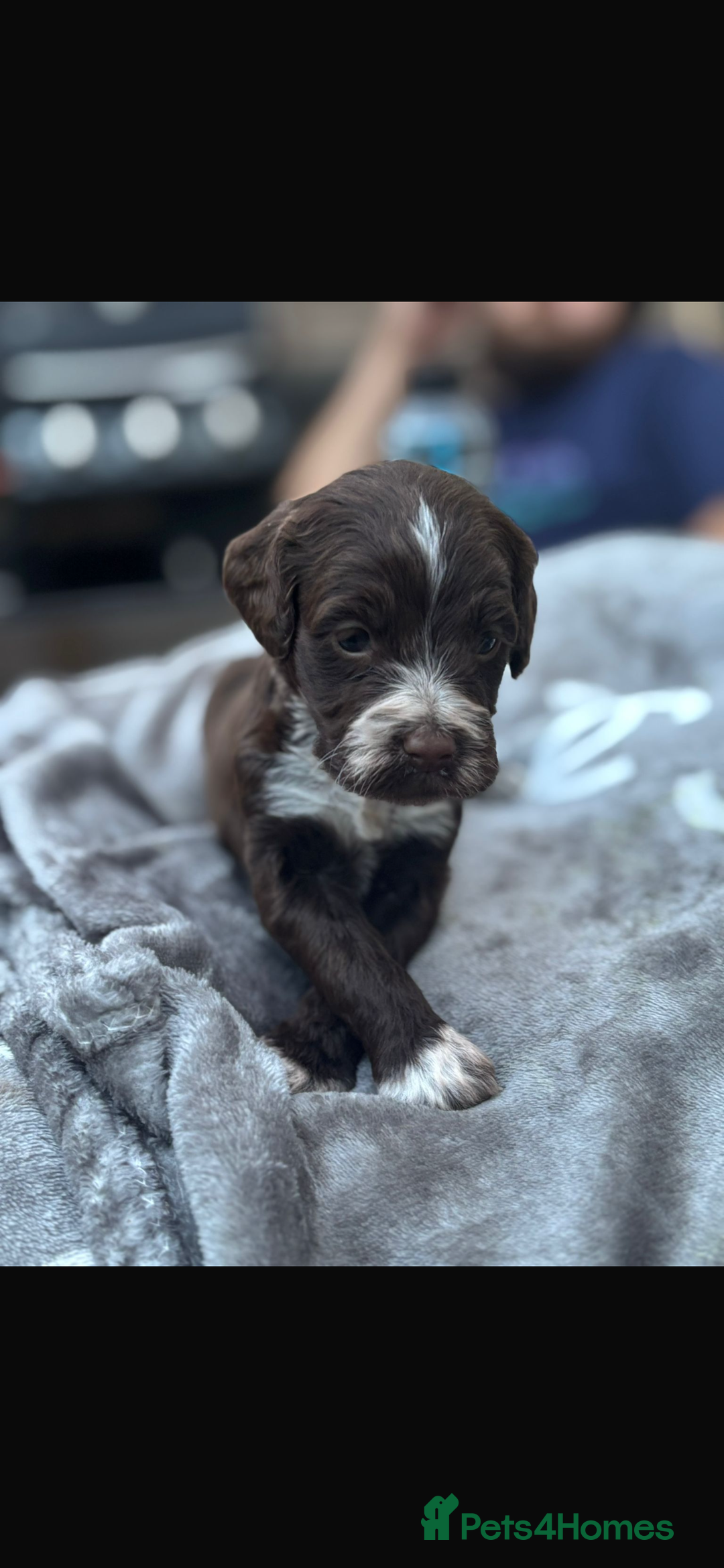 Cockapoo dogs for sale: Cockerpoo pups for sale - Image 17