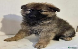 German Shepherd dogs for sale: German shepherd pups  - Image 21
