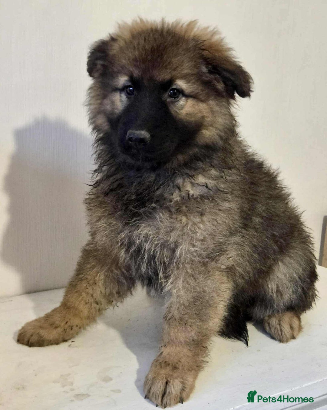 German Shepherd dogs for sale: German shepherd pups  - Image 21