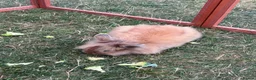 Lionhead rabbits for sale: Double mained lion head rabbit - Advert 4