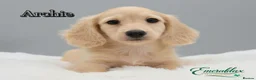Miniature Dachshund dogs for stud: Miniature Longhaired Chocolate and Cream Stud - Advert 13