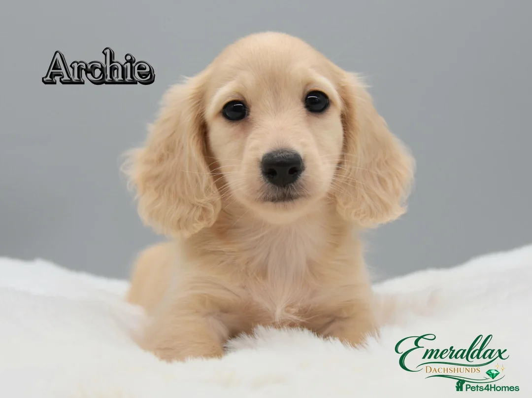 Miniature Dachshund dogs for stud: Miniature Longhaired Chocolate and Cream Stud - Advert 13
