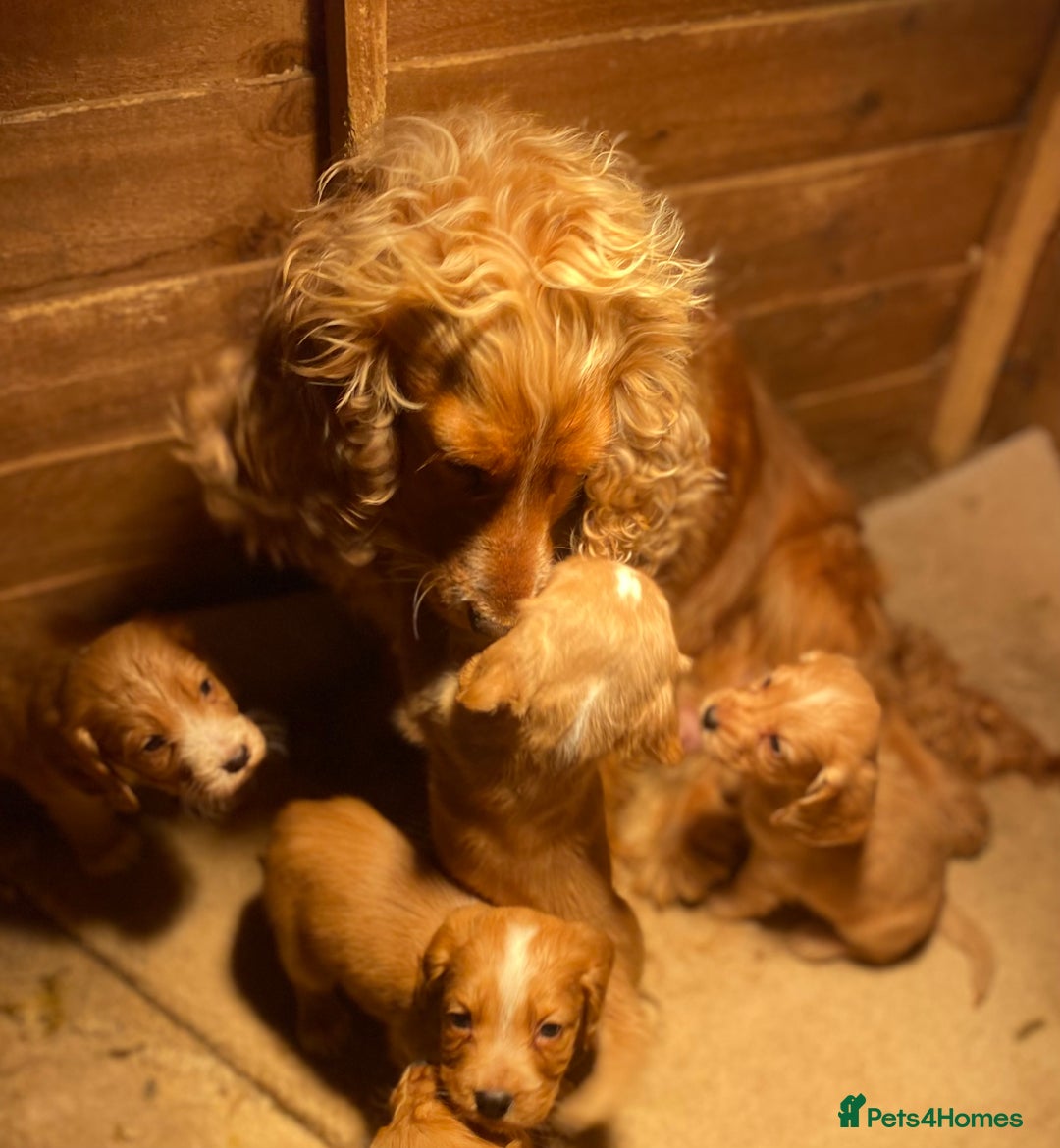 Cocker Spaniel dogs for sale: Beautiful cocker spaniel’s for sale - Advert 16