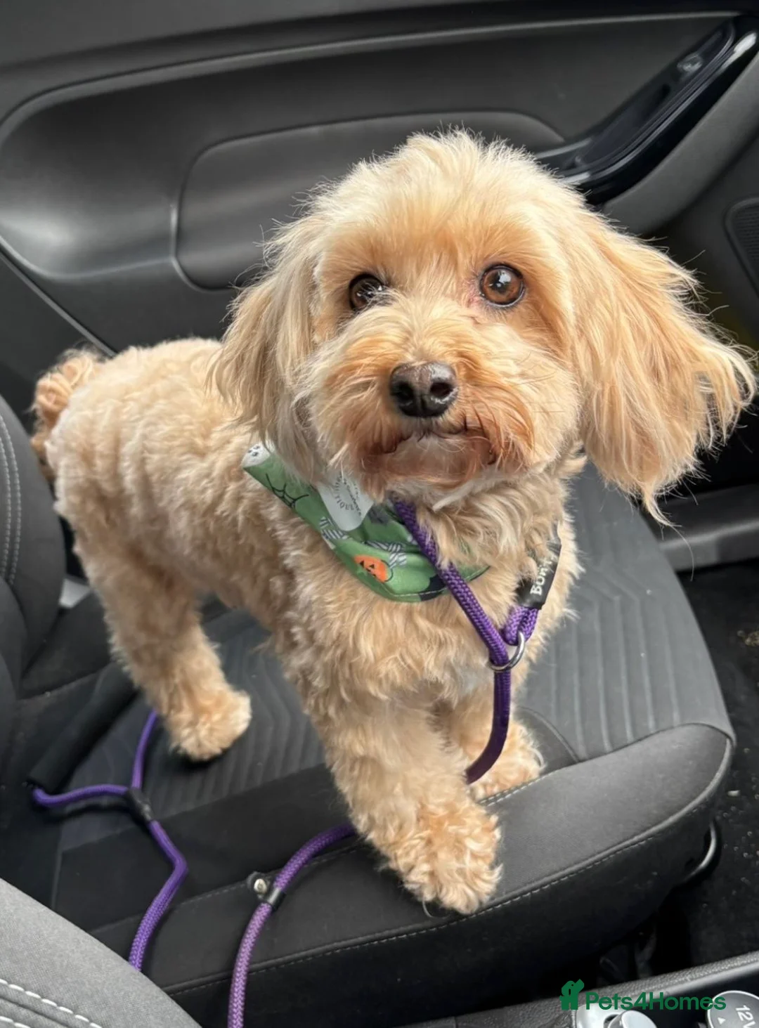 Maltipoo dogs for sale: 2 Maltipoo puppies looking for forever homes - Advert 15