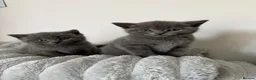 British Shorthair cats for sale: Wonderful British Kittens - Advert 9
